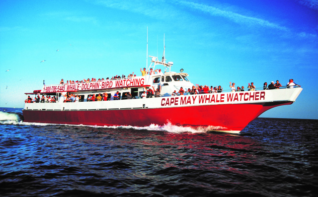 Whale Watching & Dolphin Watching Cruises in Cape May, NJ